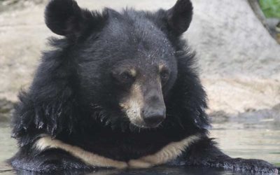 Unbearable: The Illegal Trade in Asian Bear Species