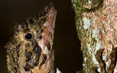 Reptiles and amphibians at CITES CoP18: Stronger protection from over-exploitation.
