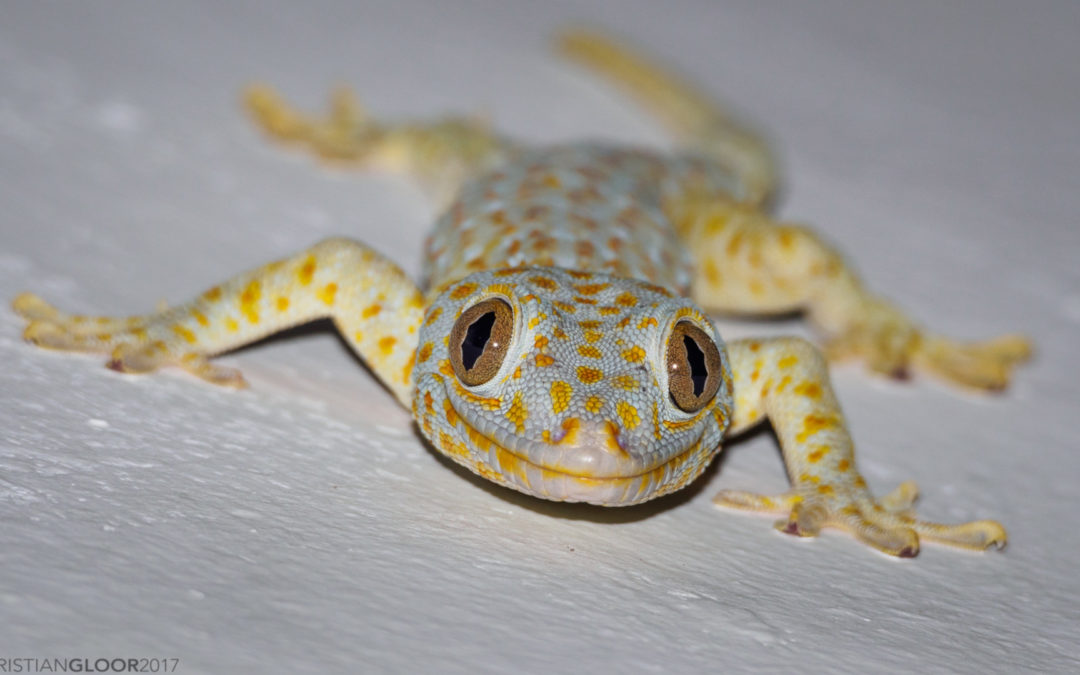 Millions of Tokay Geckos are taken from the wild each year.