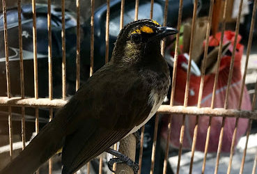 Indonesian endemic songbirds under threat