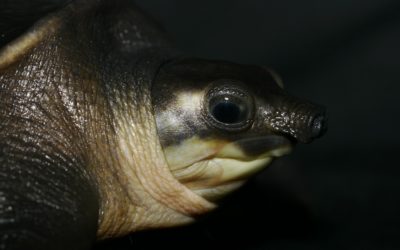 Spotlight on Indonesia: Endangered pig-nosed turtles threatened by illegal wildlife trade