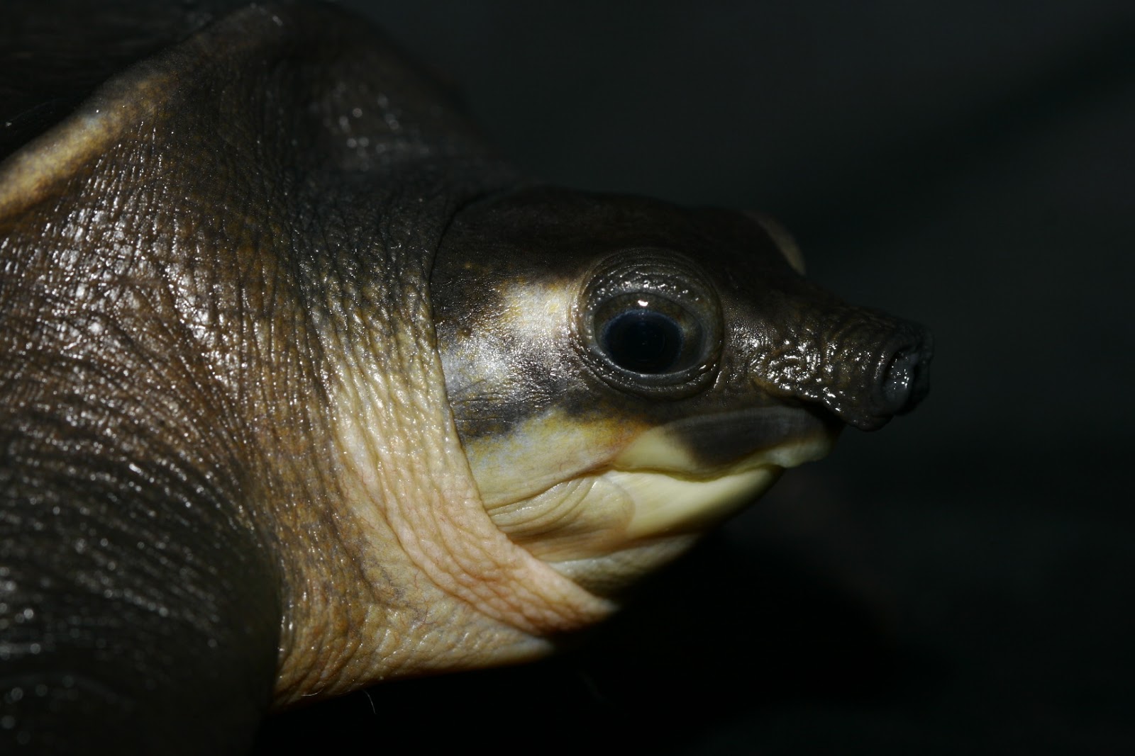 spotlight-on-indonesia-endangered-pig-nosed-turtles-threatened-by