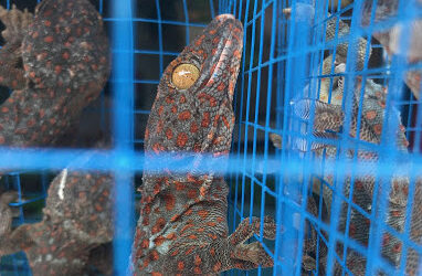 US imports more than a million live reptiles from Indonesia between 2000-2015