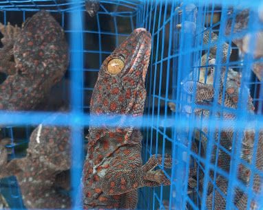 US imports more than a million live reptiles from Indonesia between 2000-2015