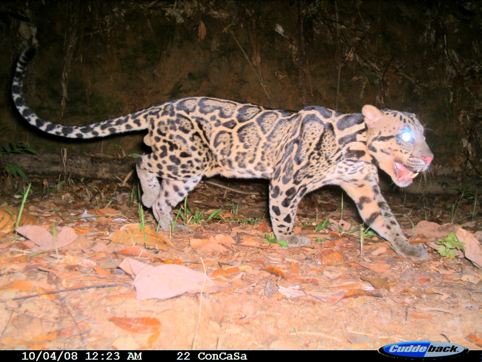 sunda clouded leopard