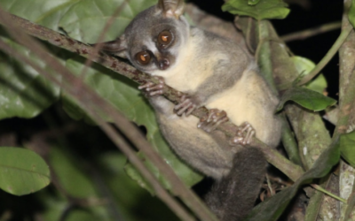 Shedding Light on the Trade in Nocturnal Galagos