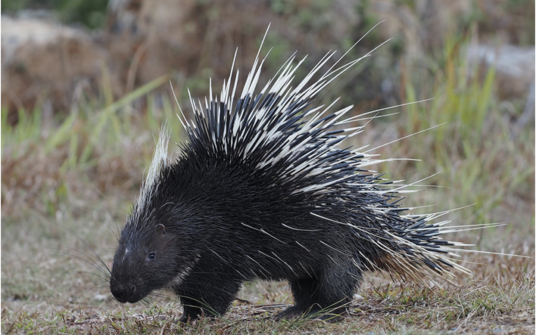 Illegal hunting and exploitation of porcupines for meat and medicine in Indonesia
