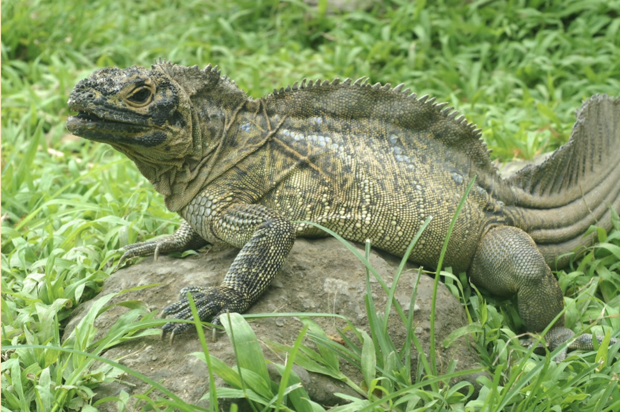 philippine sailfin lizard