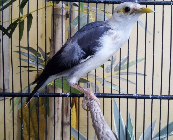 endangered songbird in Indonesia’s Baluran National Park