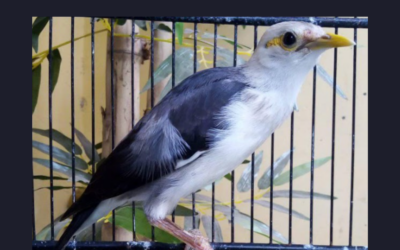 Poaching of critically endangered songbirds in Indonesia’s Baluran National Park