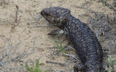 Endemic Australian shingleback lizard threatened by the international pet trade