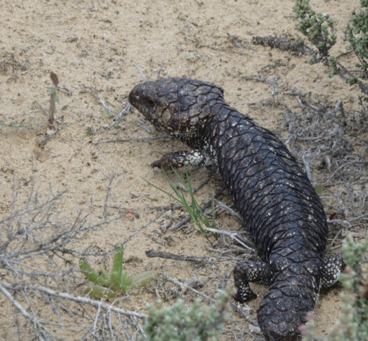 Endemic Australian shingleback lizard threatened by the international pet trade