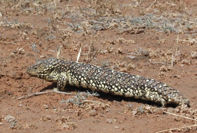 Strengthening protection of endemic wildlife threatened by the international pet trade: The case of the Australian shingleback lizard