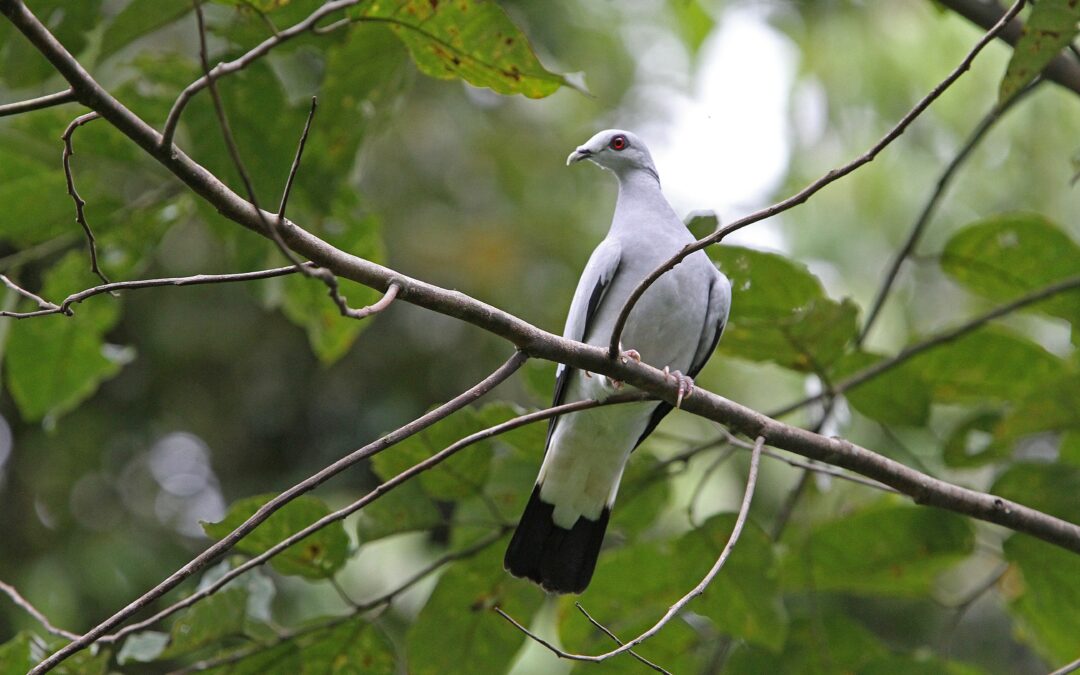 Critically Endangered Silvery Pigeon appears on Indonesian online trade