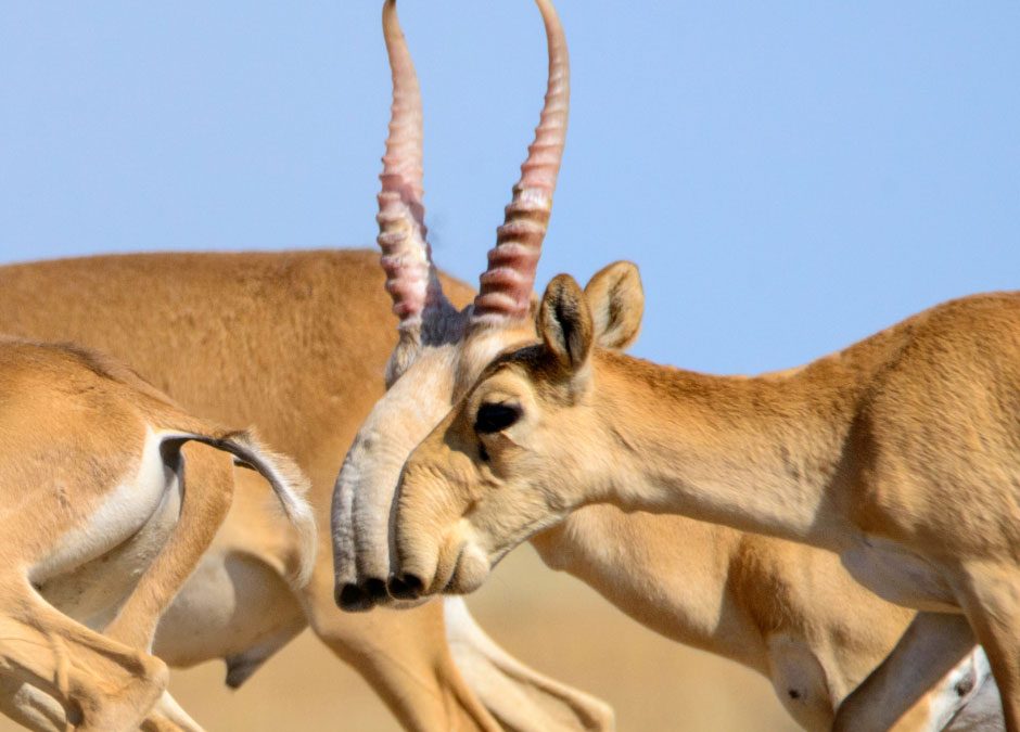 The trade of Saiga Antelope horn for traditional medicine in Thailand
