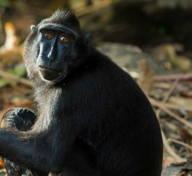 Evidence of illegal trade of the Critically Endangered Black Crested Macaque Macaca nigra from Indonesia to the Philippines.