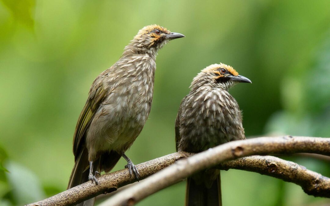 Monitor Conservation Research Society supporting Songbirds at the CITES CoP19