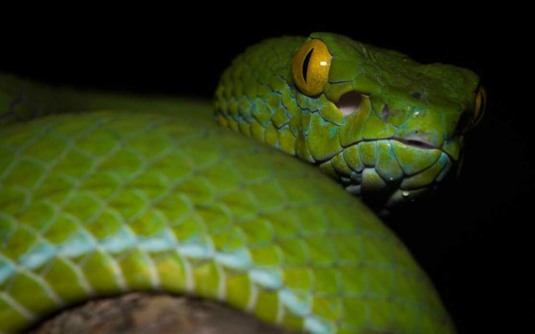Thailand’s online reptile market decreases, but shifts toward native species during COVID-19