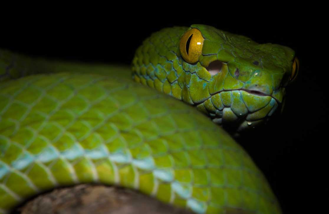 Large-eyed Pit Viper Trimeresurus macrops was offered for sale on social media in Thailand during the study