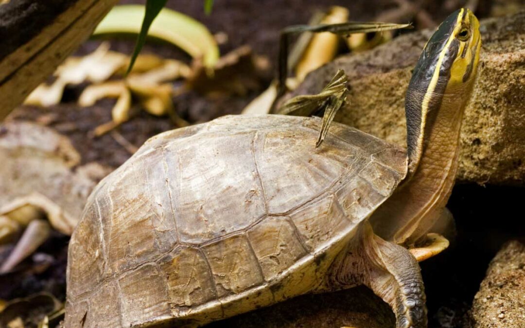 Trade in Southeast Asian Box Turtles from Indonesia: Legality, Livelihoods, Sustainability and Overexploitation