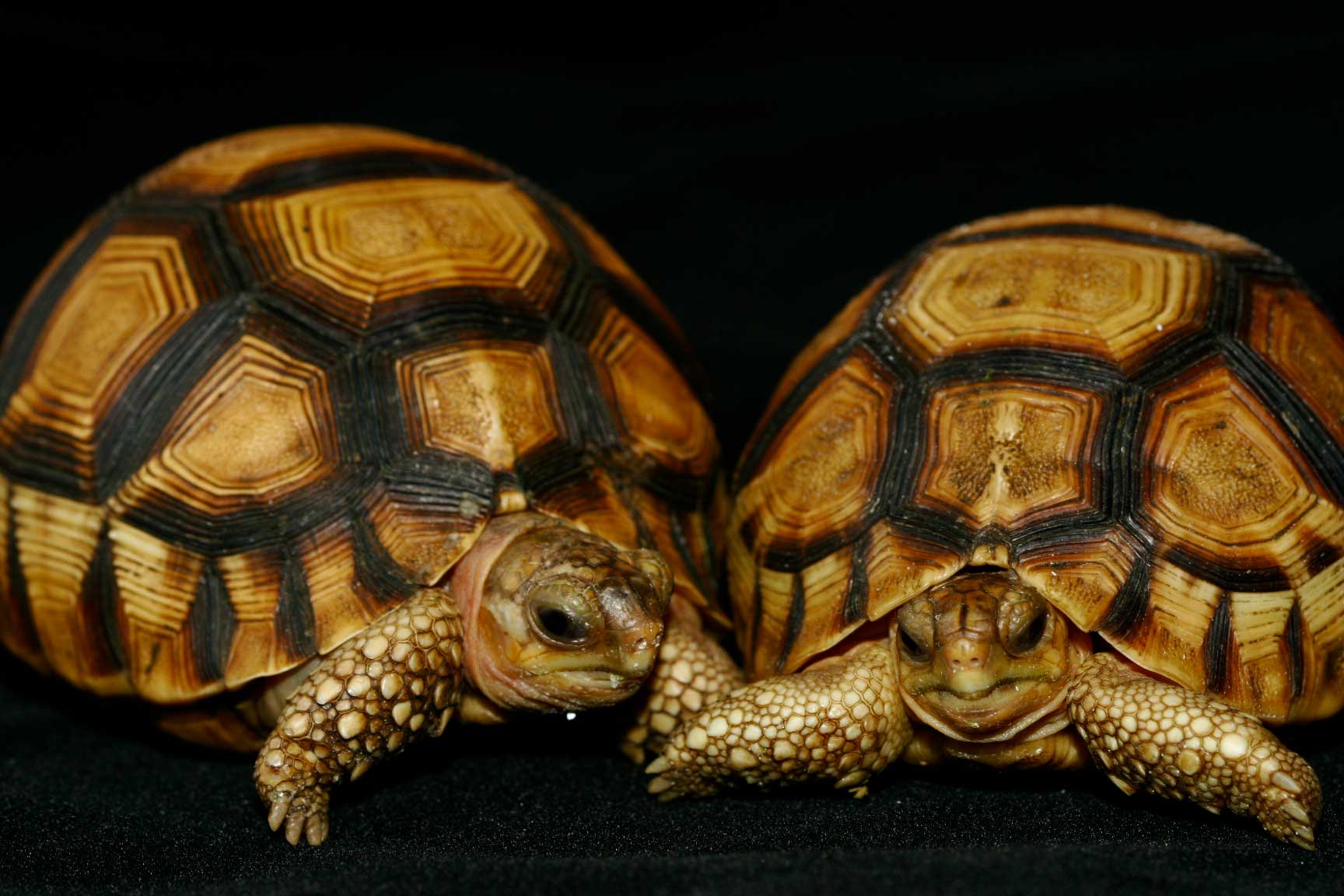 Ploughshare-Tortoises
