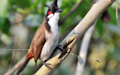 Online commercial exploitation may threaten Vietnam’s native birds