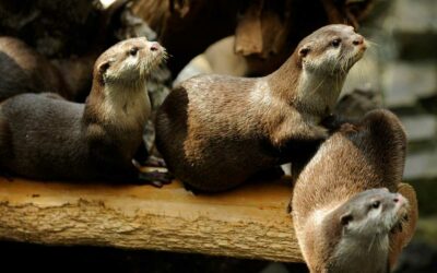 Unveiling the Alarming Otter Trade in Vietnam