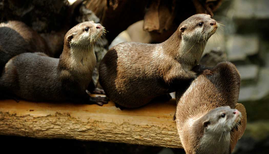 A group of otters