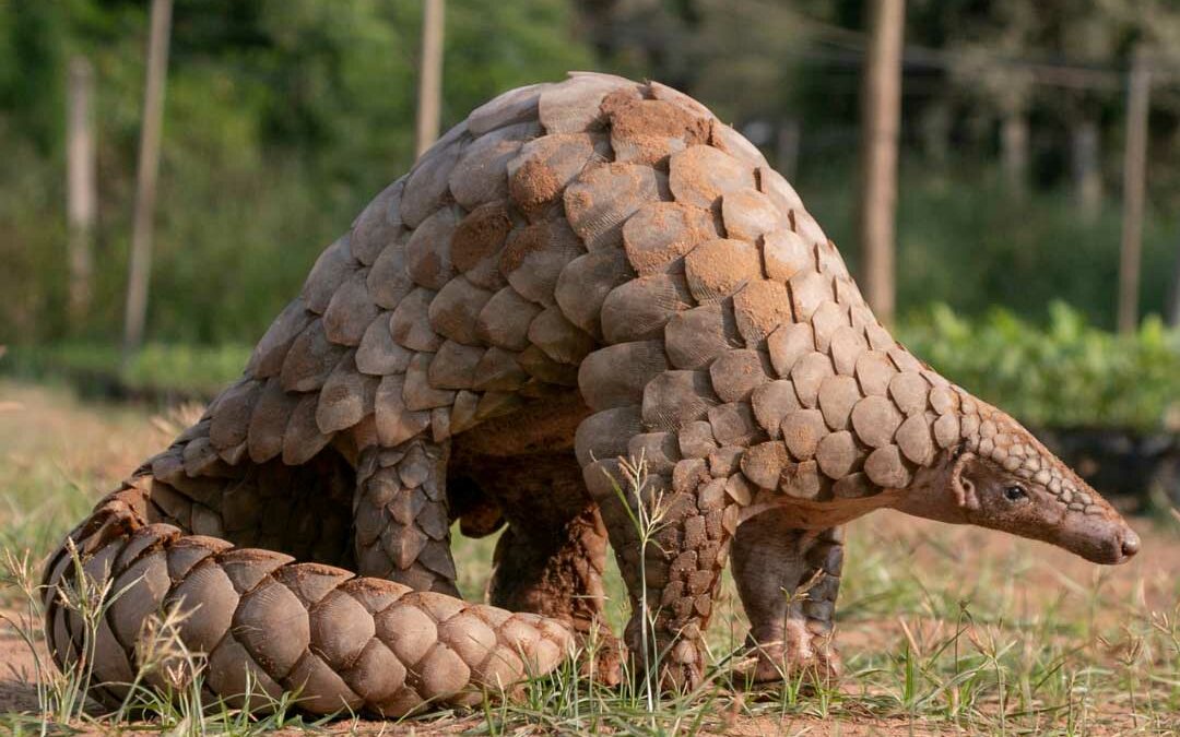 Illegal trade of pangolins in India with international trade links: an analysis of seizures from 1991 to 2022