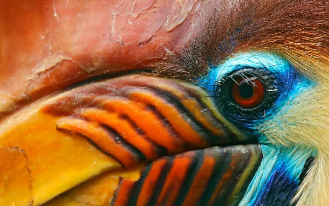 Recent seizures of hornbills trafficked to India