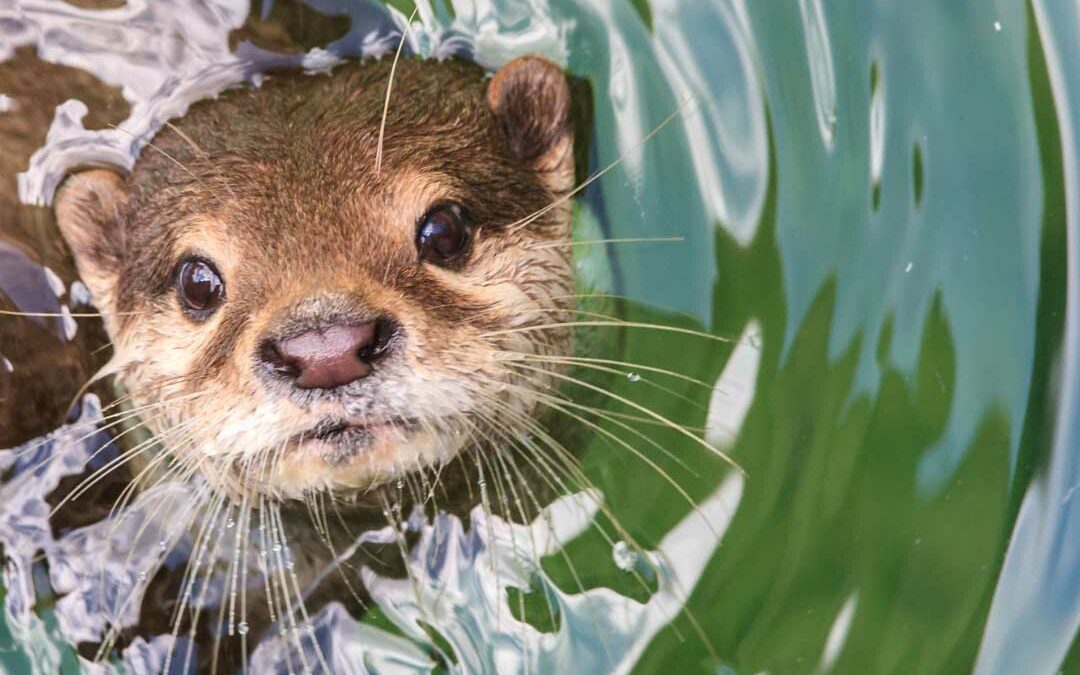 A rapid assessment of the illegal otter trade in Vietnam