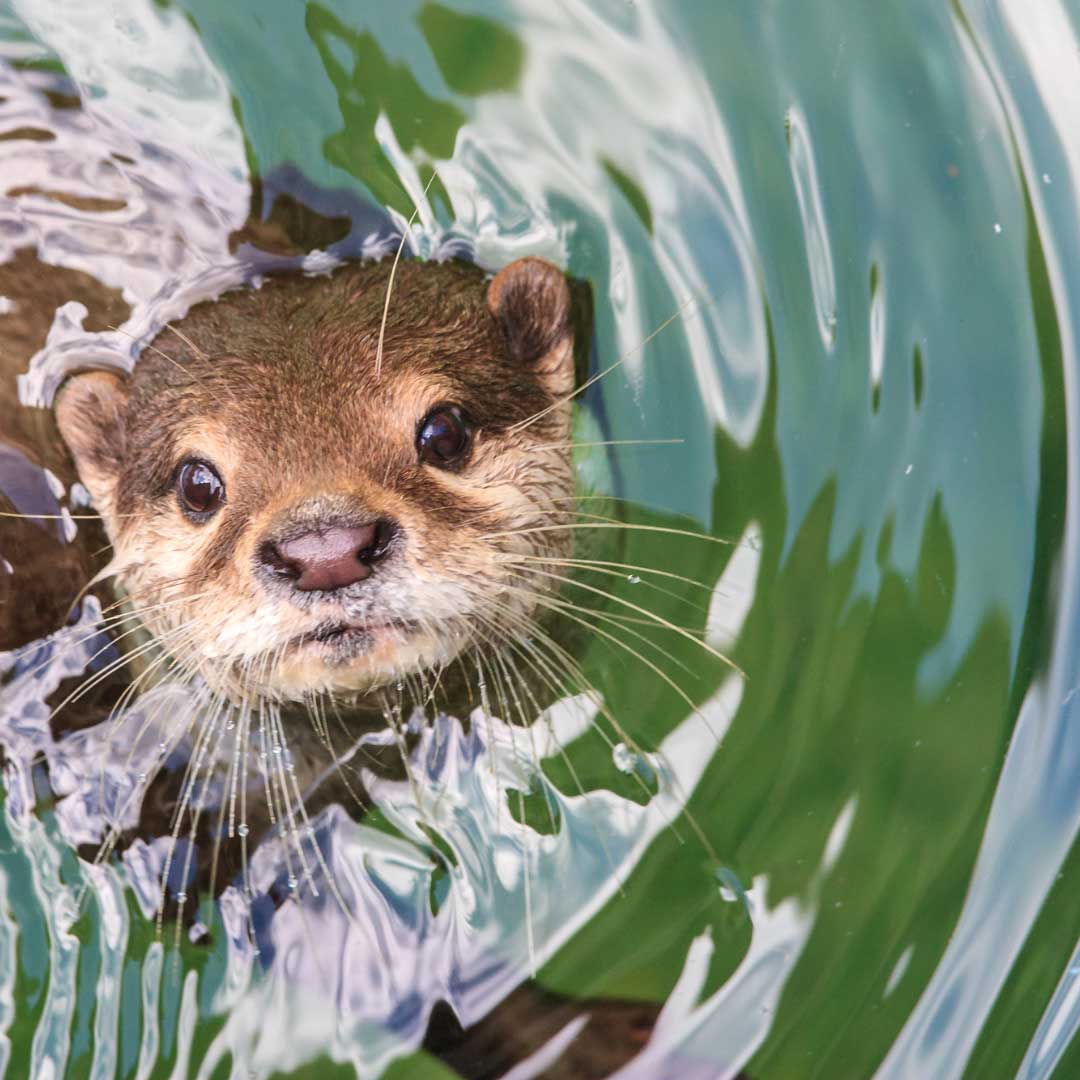 Wild otter swimming in the water